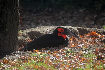 Image showing Ground hornbill