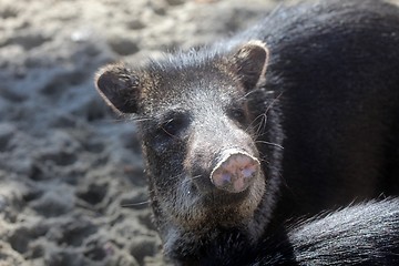 Image showing Javelina or collared peccary