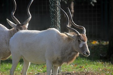 Image showing Adax Antelope