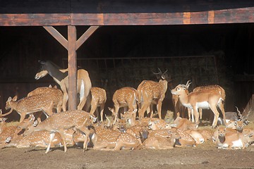 Image showing Herd of Deer