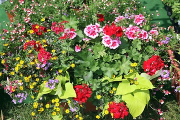 Image showing flowers in garden