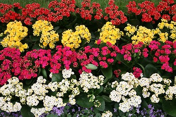 Image showing flowers in garden