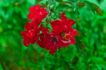 Image showing wild rose