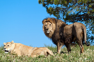 Image showing The Lion King