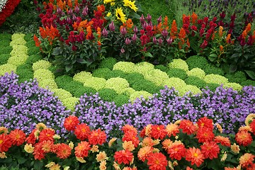 Image showing flowers in garden