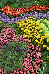 Image showing flowers in garden