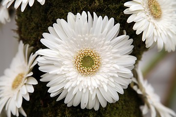 Image showing gerber flower