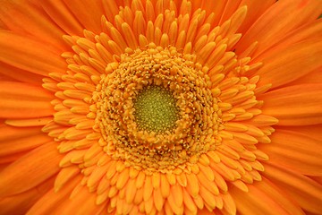 Image showing gerber flower
