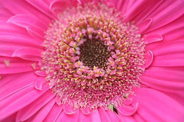 Image showing gerber flower