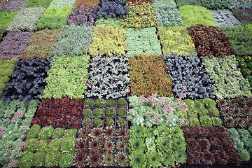 Image showing An image of hothouse seedlings in small pots