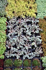 Image showing An image of hothouse seedlings in small pots