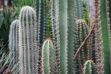 Image showing Cactus