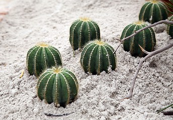 Image showing Cactus