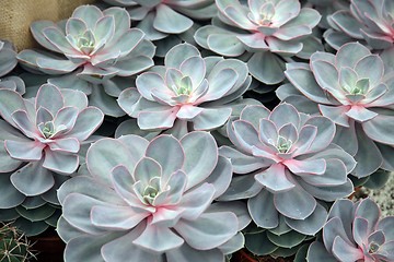 Image showing Sempervivum tectorum in closeup, housekeep