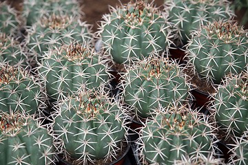 Image showing Cactus