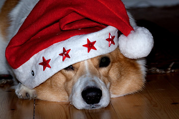 Image showing Christmas pooch