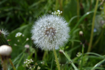 Image showing Dandelion