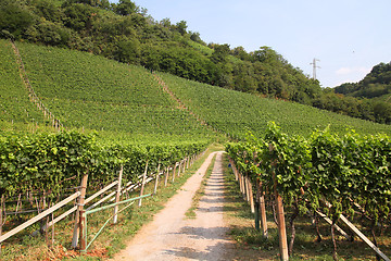 Image showing Italy vineyard