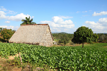 Image showing Tobacco plantation