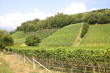 Image showing Vine growing region