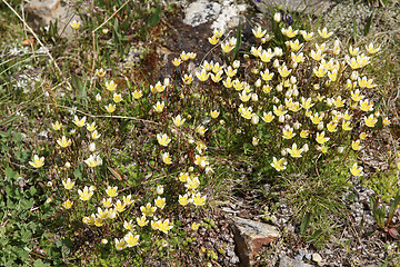 Image showing Saxifraga