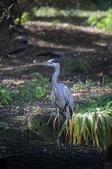 Image showing Gray Heron in Autumn