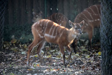 Image showing Sitatunga, Tragelaphus spekii