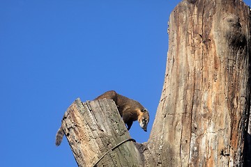 Image showing Ring-tailed Coati (Nasua nasua)