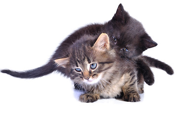 Image showing playful kittens