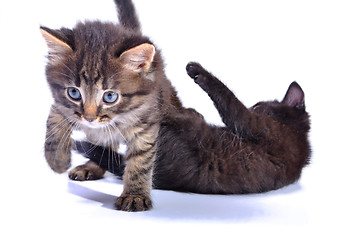 Image showing kittens playing together