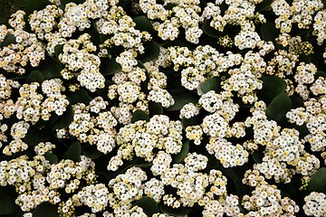 Image showing flowers in garden