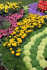 Image showing flowers in garden