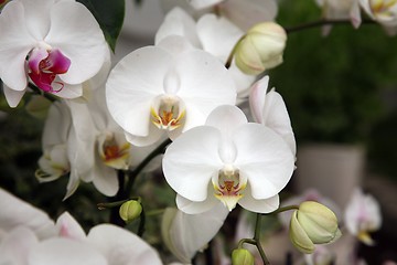 Image showing orchid flowers