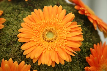 Image showing gerber flower