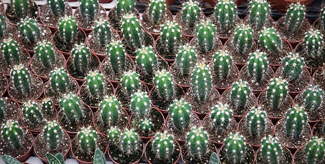 Image showing Cactus