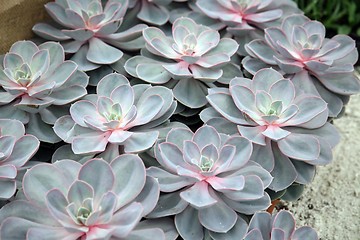 Image showing Sempervivum tectorum in closeup, housekeep