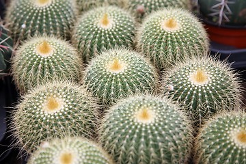 Image showing Cactus