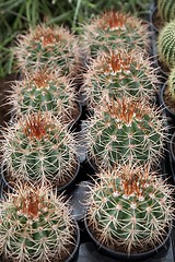 Image showing Cactus