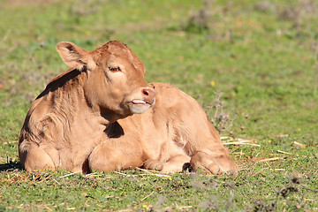 Image showing calf lying on the grass in landscape