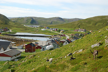 Image showing Norkapp deers at Skarsvag village in Mageroya 