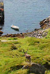 Image showing Deer looking at sea in Mageroya islend 