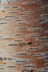 Image showing  Bark sublayer of nordic birch