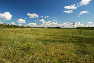 Image showing lonely trees in large  marsh of Northern Ostrobothnia