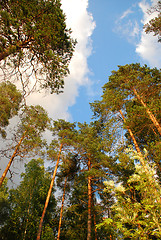 Image showing Trees and the sky.