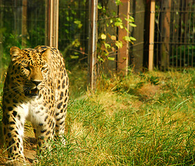 Image showing Cheetah