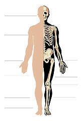 Image showing Man body and skeleton