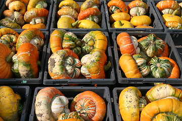 Image showing Pumpkins