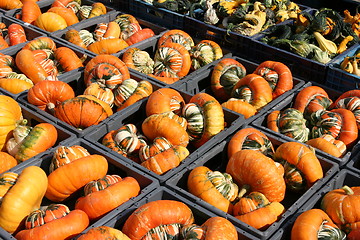 Image showing Pumpkins