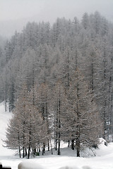 Image showing Winter in Pragelato