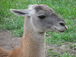 Image showing guanaco